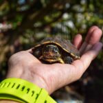 close-up-hand-holding-small-turtle